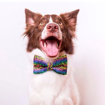 Gravata Rainbow Disney Fábrica Pet Com Pet