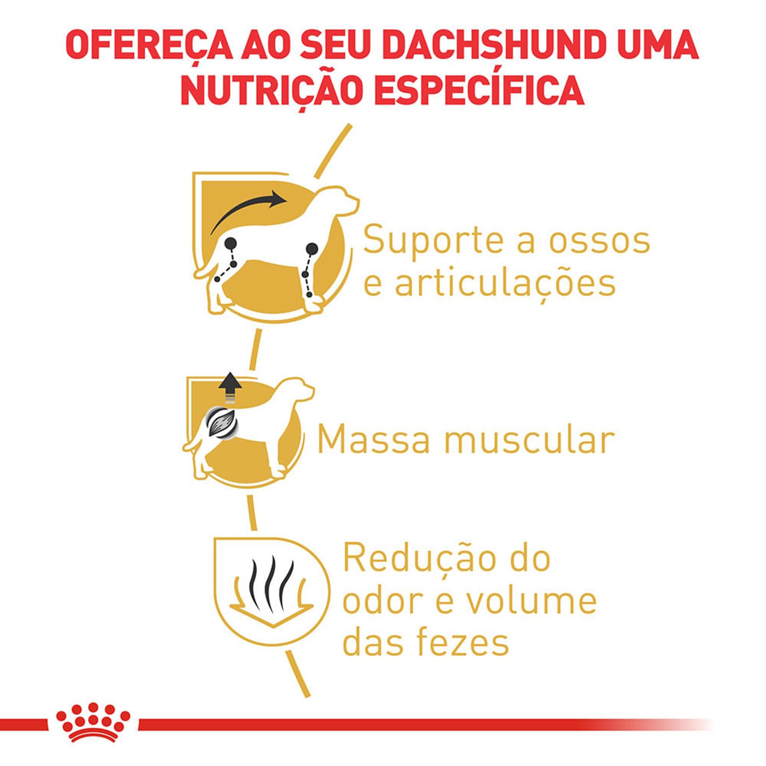Ração Royal Canin Dachshund Cães Adultos Nutrição Específica